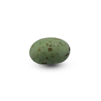 Cookie Choc's Sage